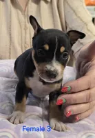 Female 3, a female Rat Terrier for sale in Divide, CO – 2 of 3