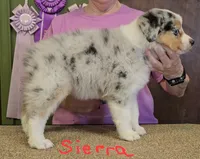 Sierra, a female Australian Shepherd for sale in Divide, CO – 3 of 3