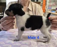 Male 4, a male Rat Terrier for sale in Divide, CO – 3 of 3
