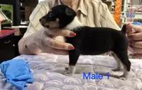 Male 1, a male Rat Terrier for sale in Divide, CO – 2 of 3