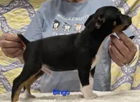 Bingo, a male Rat Terrier for sale in Divide, CO – 3 of 6
