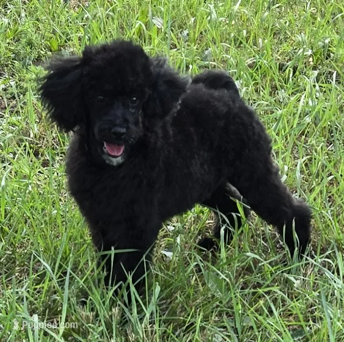 Jacques – Poodle - Miniature  puppy for sale in Howard, SD