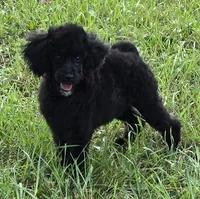 Jacques, a male Poodle - Miniature  for sale in Howard, SD – 1 of 5