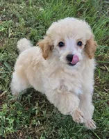 Pepe, a male Poodle - Toy  for sale in Howard, SD – 3 of 5