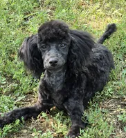 Paco, a male Poodle - Miniature  for sale in Howard, SD – 2 of 7