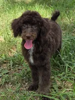 Beau, a male Poodle - Miniature  for sale in Howard, SD – 2 of 6