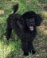 Jacques, a male Poodle - Miniature  for sale in Howard, SD – 5 of 5