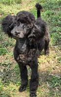 Paco, a male Poodle - Miniature  for sale in Howard, SD – 4 of 7