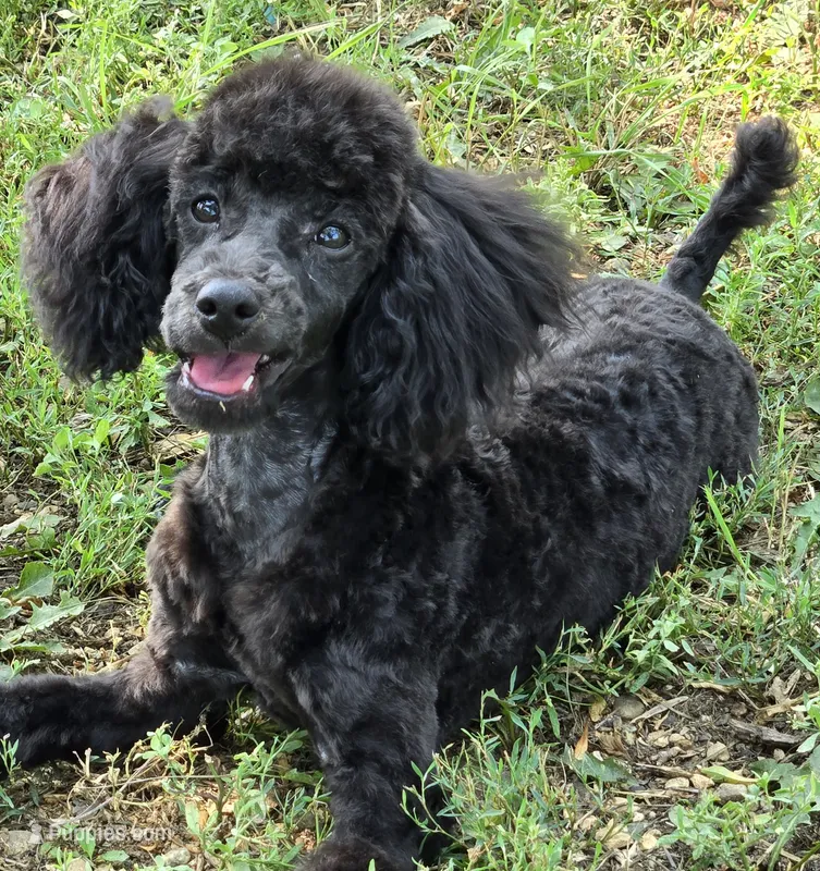 Paco – Poodle - Miniature  puppy for sale in Howard, SD
