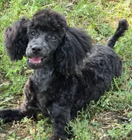 Paco, a male Poodle - Miniature  for sale in Howard, SD – 1 of 7