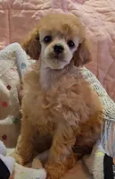 Lilly, a female Poodle - Toy  for sale in Howard, SD – Photo 1 of 5