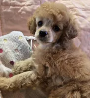 Lilly, a female Poodle - Toy  for sale in Howard, SD – Photo 2 of 5