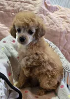 Lilly, a female Poodle - Toy  for sale in Howard, SD – Photo 5 of 5