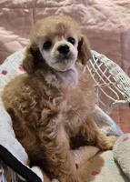 Lilly, a female Poodle - Toy  for sale in Howard, SD – Photo 4 of 5