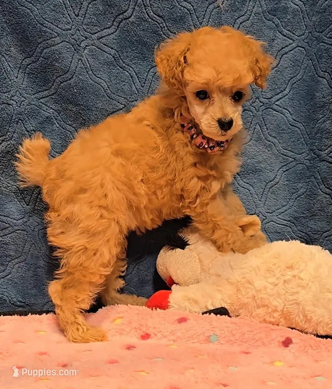 Lilly – Poodle - Toy  puppy for sale in Howard, SD