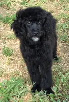 Jacques, a male Poodle - Miniature  for sale in Howard, SD – 4 of 5