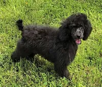 Paco, a male Poodle - Miniature  for sale in Howard, SD – 3 of 5