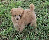 Peanut , a male Poodle - Toy  for sale in Howard, SD – 4 of 6