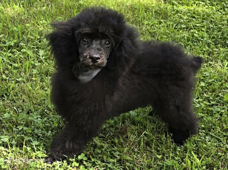 Paco – Poodle - Miniature  puppy for sale in Howard, SD