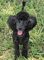 Paco, a male Poodle - Miniature  for sale in Howard, SD – 3 of 7