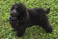Paco, a male Poodle - Miniature  for sale in Howard, SD – 4 of 5