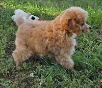 Peanut , a male Poodle - Toy  for sale in Howard, SD – 2 of 6
