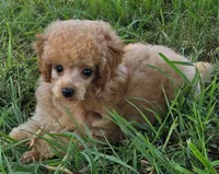Peanut , a male Poodle - Toy  for sale in Howard, SD – 6 of 6
