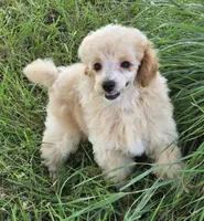 Pepe, a male Poodle - Toy  for sale in Howard, SD – 5 of 5