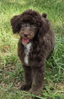 Beau, a male Poodle - Miniature  for sale in Howard, SD – 3 of 6