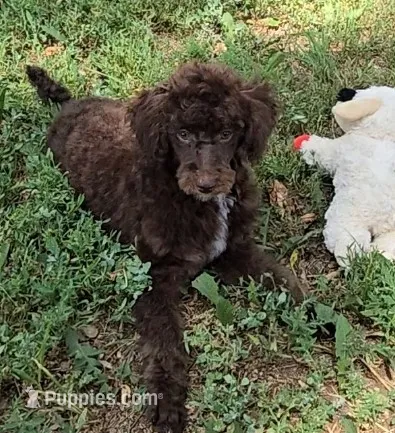 Beau – Poodle - Miniature  puppy for sale in Howard, SD