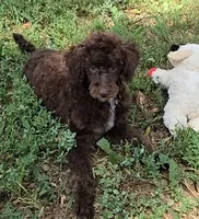 Beau, a male Poodle - Miniature  for sale in Howard, SD – 1 of 6