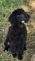 Jacques, a male Poodle - Miniature  for sale in Howard, SD – 2 of 5