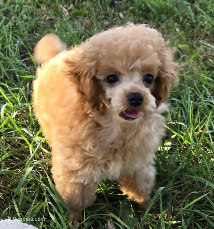 Peanut  – Poodle - Toy  puppy for sale in Howard, SD