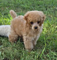 Peanut , a male Poodle - Toy  for sale in Howard, SD – 3 of 6