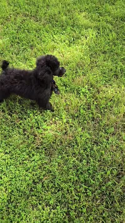 Paco, a male Poodle - Miniature  for sale in Howard, SD – 5 of 5