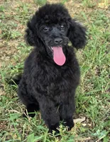 Jacques, a male Poodle - Miniature  for sale in Howard, SD – 3 of 5