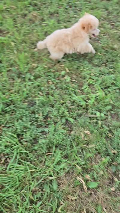 Pepe, a male Poodle - Toy  for sale in Howard, SD – 2 of 5