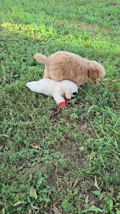 Peanut , a male Poodle - Toy  for sale in Howard, SD – 5 of 6
