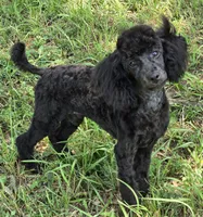 Paco, a male Poodle - Miniature  for sale in Howard, SD – 5 of 7
