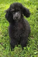 Paco, a male Poodle - Miniature  for sale in Howard, SD – 2 of 5