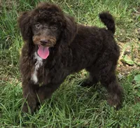 Beau, a male Poodle - Miniature  for sale in Howard, SD – 4 of 6