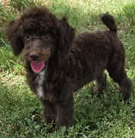 Beau, a male Poodle - Miniature  for sale in Howard, SD – 5 of 6