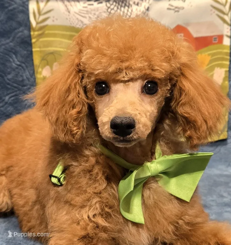 Red – Poodle - Miniature  puppy for sale in Howard, SD