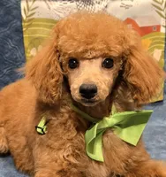 Red, a male Poodle - Miniature  for sale in Howard, SD – Photo 1 of 6