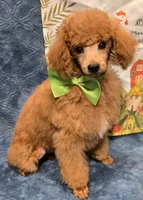 Red, a male Poodle - Miniature  for sale in Howard, SD – Photo 3 of 6