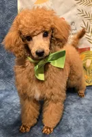 Red, a male Poodle - Miniature  for sale in Howard, SD – Photo 2 of 6