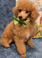 Red, a male Poodle - Miniature  for sale in Howard, SD – Photo 4 of 6