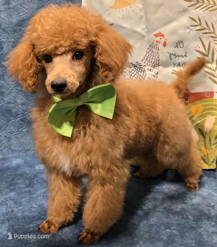Red – Poodle - Miniature  puppy for sale in Howard, SD