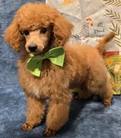 Red, a male Poodle - Miniature  for sale in Howard, SD – Photo 6 of 6