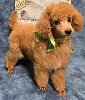 Red, a male Poodle - Miniature  for sale in Howard, SD – Photo 5 of 6